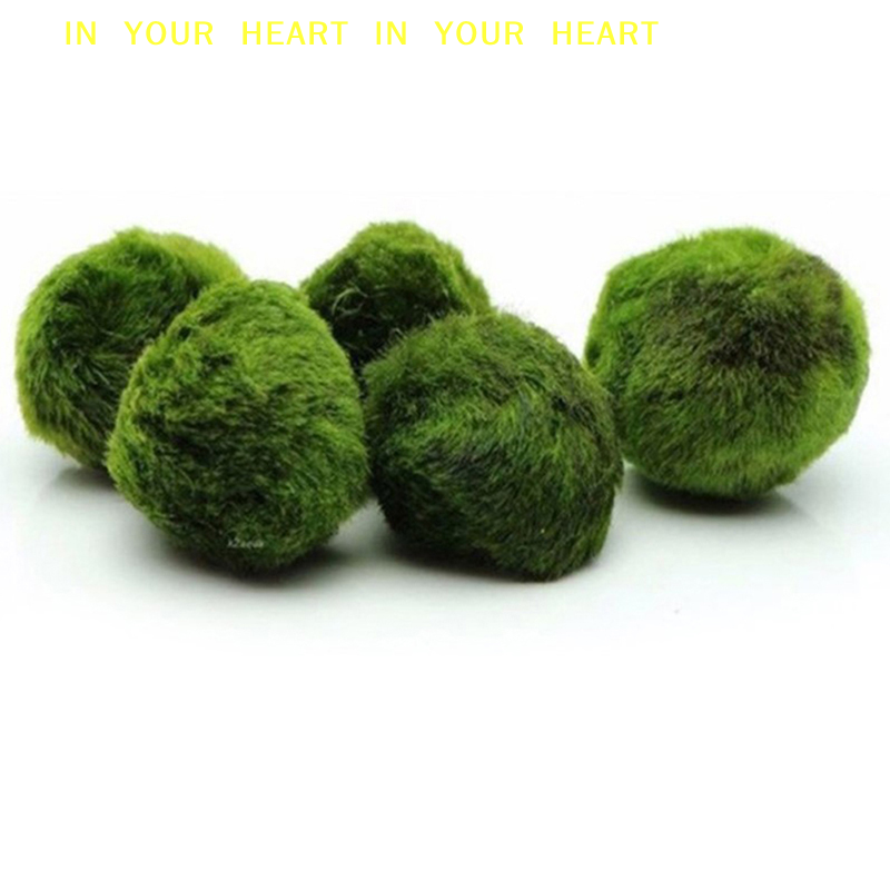 Aquarium Planted Tank Substrate - 【X】3-4cm Marimo Moss Balls Live Aquarium