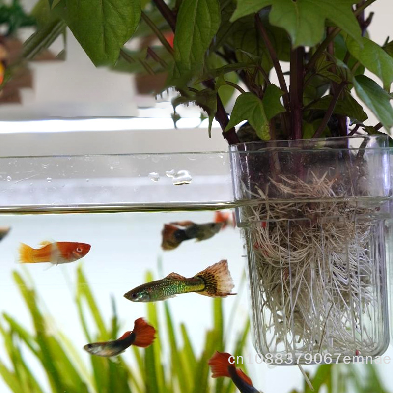 Wall-Mounted Transparent Hydro – Aquarium Planted Setup Bewertung und Preis