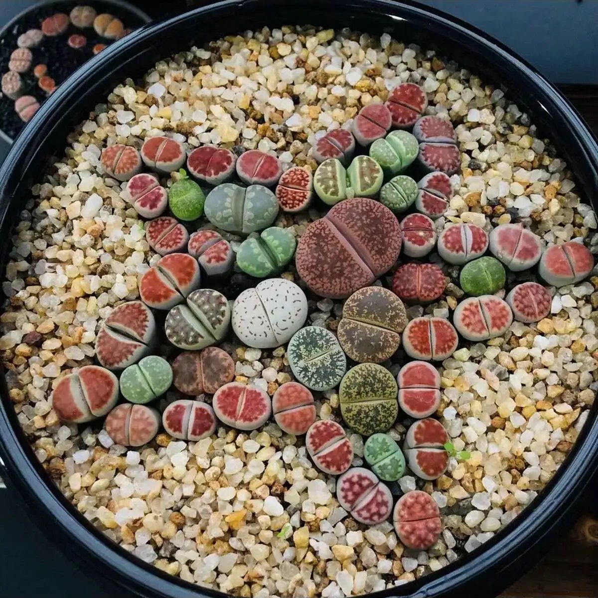1pc-250g Natural Crystals Grav – Planted Aquarium With Gravel Bewertung und Preis