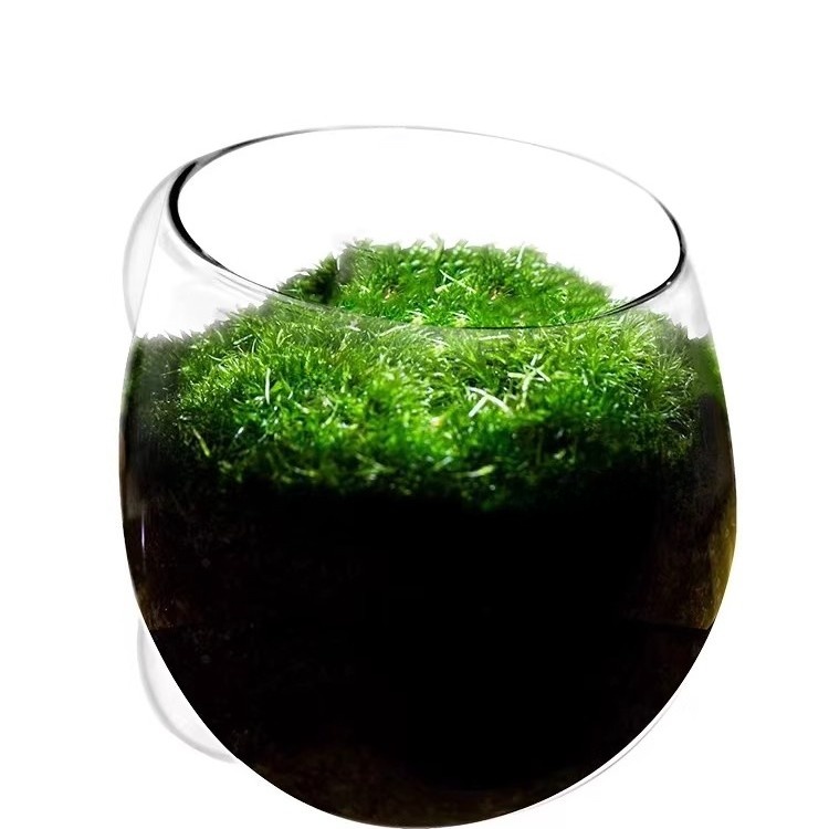 Nature Logic Polka Glass Aquar – Aquarium Planted Tank Substrate Bewertung und Preis