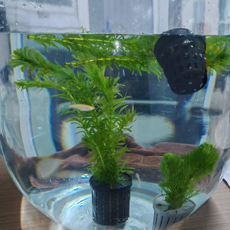 4Pcs Pet Fish Tank Landscaping – Aquarium Plant Original Bewertung und Preis