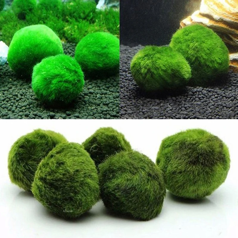 1Pcs 3-4cm Moss Balls Live Aqu – Aquarium Planted Tank Substrate Bewertung und Preis