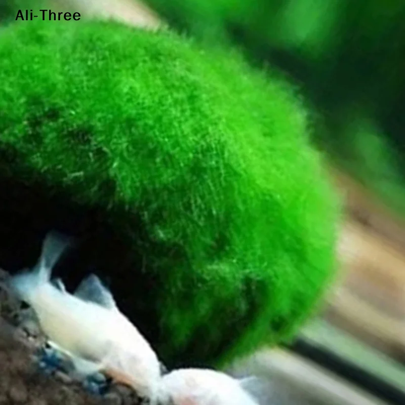 1Pcs 3-4cm Moss Balls Live Aqu – Aquarium Planted Tank Substrate Bewertung und Preis