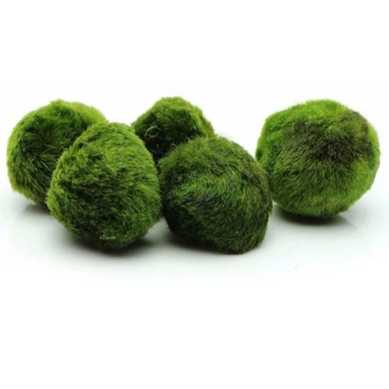 1Pcs 3-4cm Moss Balls Live Aqu – Aquarium Planted Tank Substrate Bewertung und Preis