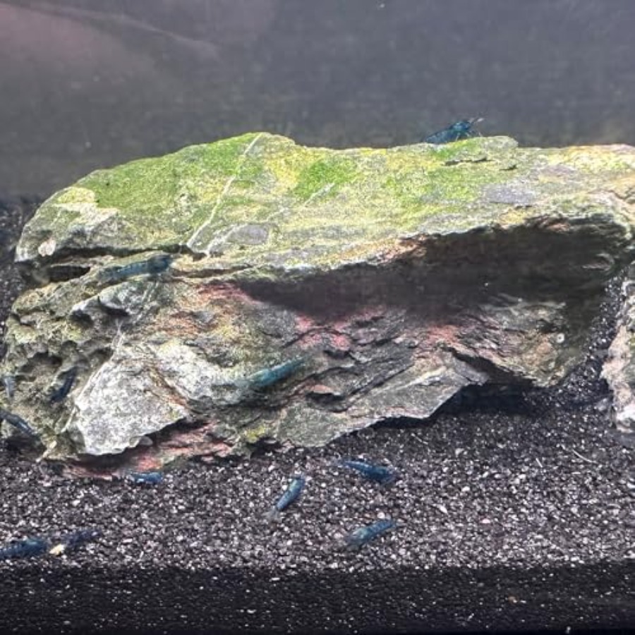 Aquarium Sand, 0 Fish Tank San – Planted Aquarium With Gravel Bewertung und Preis