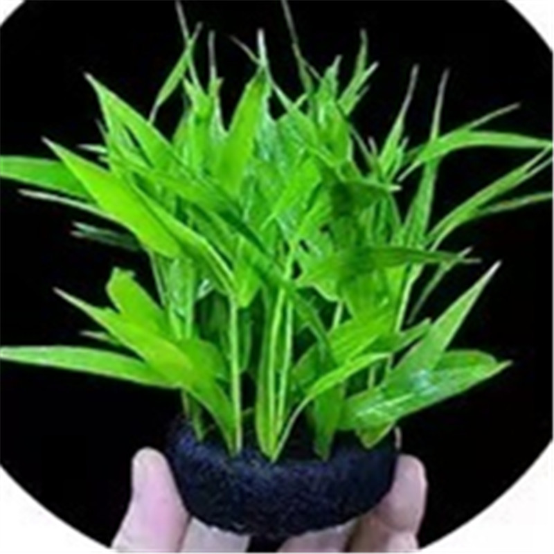 Base Planting Mat Twin Pack Bl – Aquarium Planted Tank Substrate Bewertung und Preis