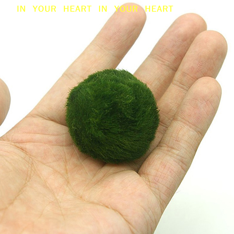 【X】3-4cm Marimo Moss Balls Liv – Aquarium Planted Tank Substrate Bewertung und Preis