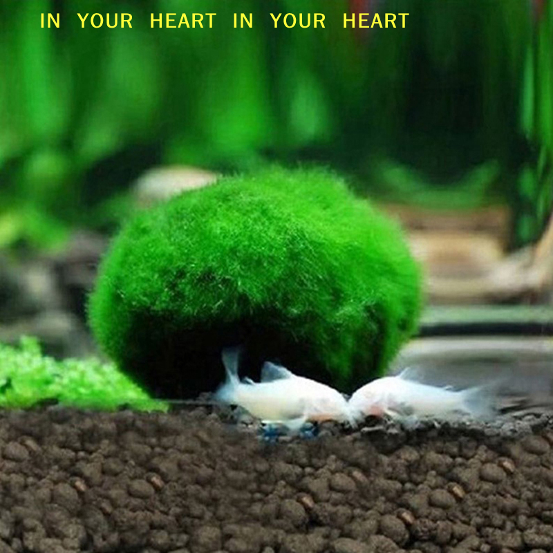【X】3-4cm Marimo Moss Balls Liv – Aquarium Planted Tank Substrate Bewertung und Preis