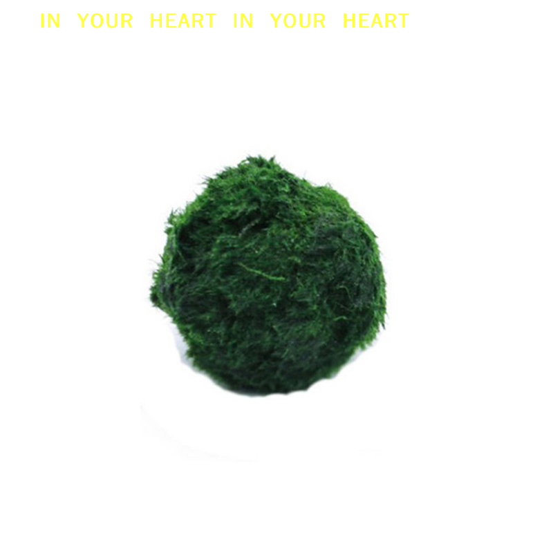 【X】3-4cm Marimo Moss Balls Liv – Aquarium Planted Tank Substrate Bewertung und Preis