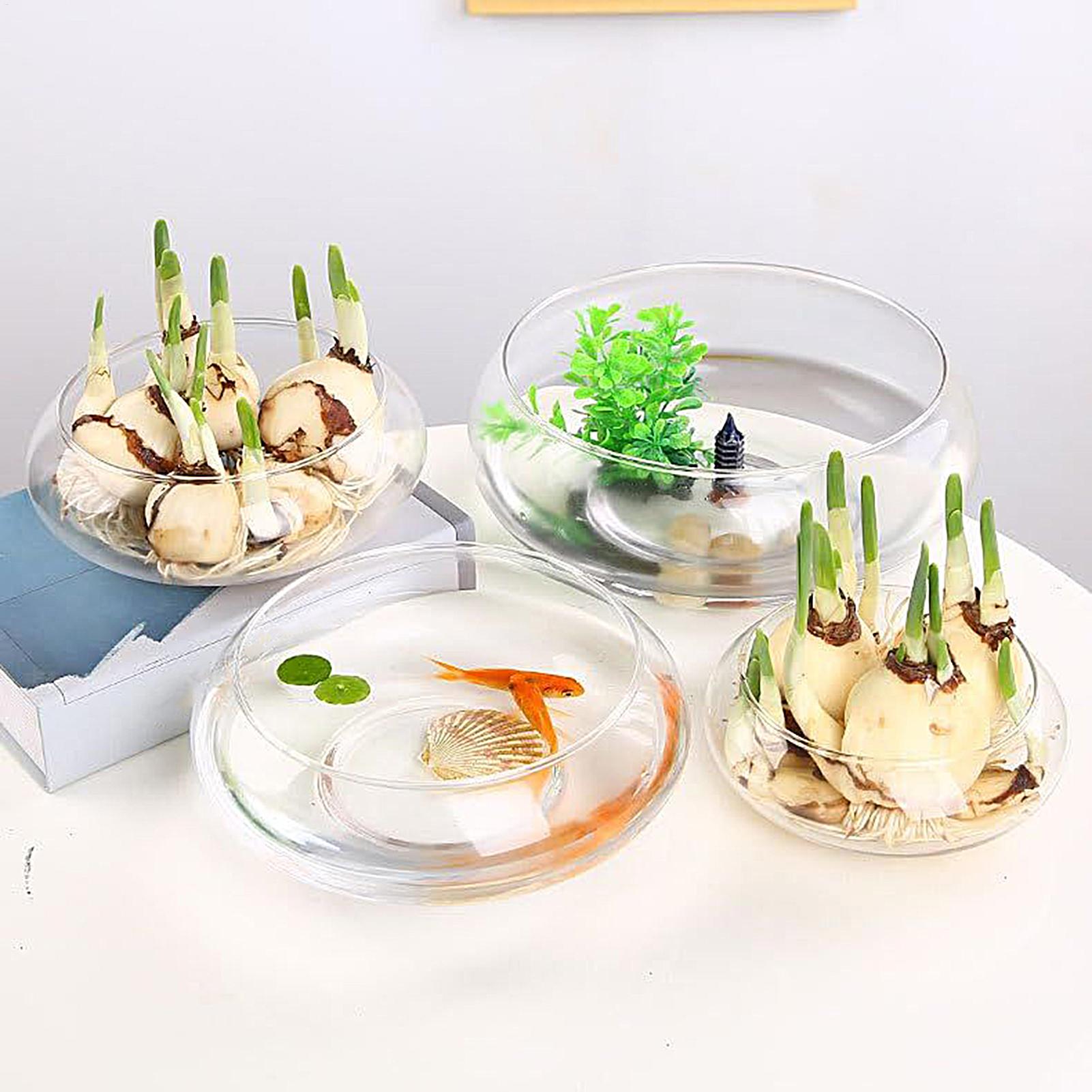 Fish Glass Bowl Glass Large Hy – Aquarium Plant Original Bewertung und Preis