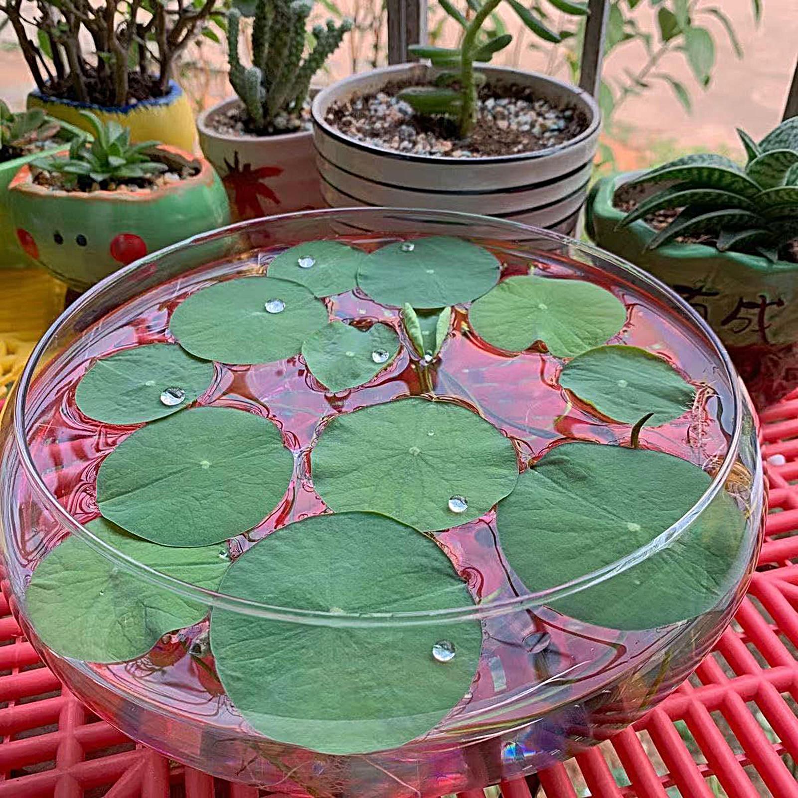 Fish Glass Bowl Glass Large Hy – Aquarium Plant Original Bewertung und Preis