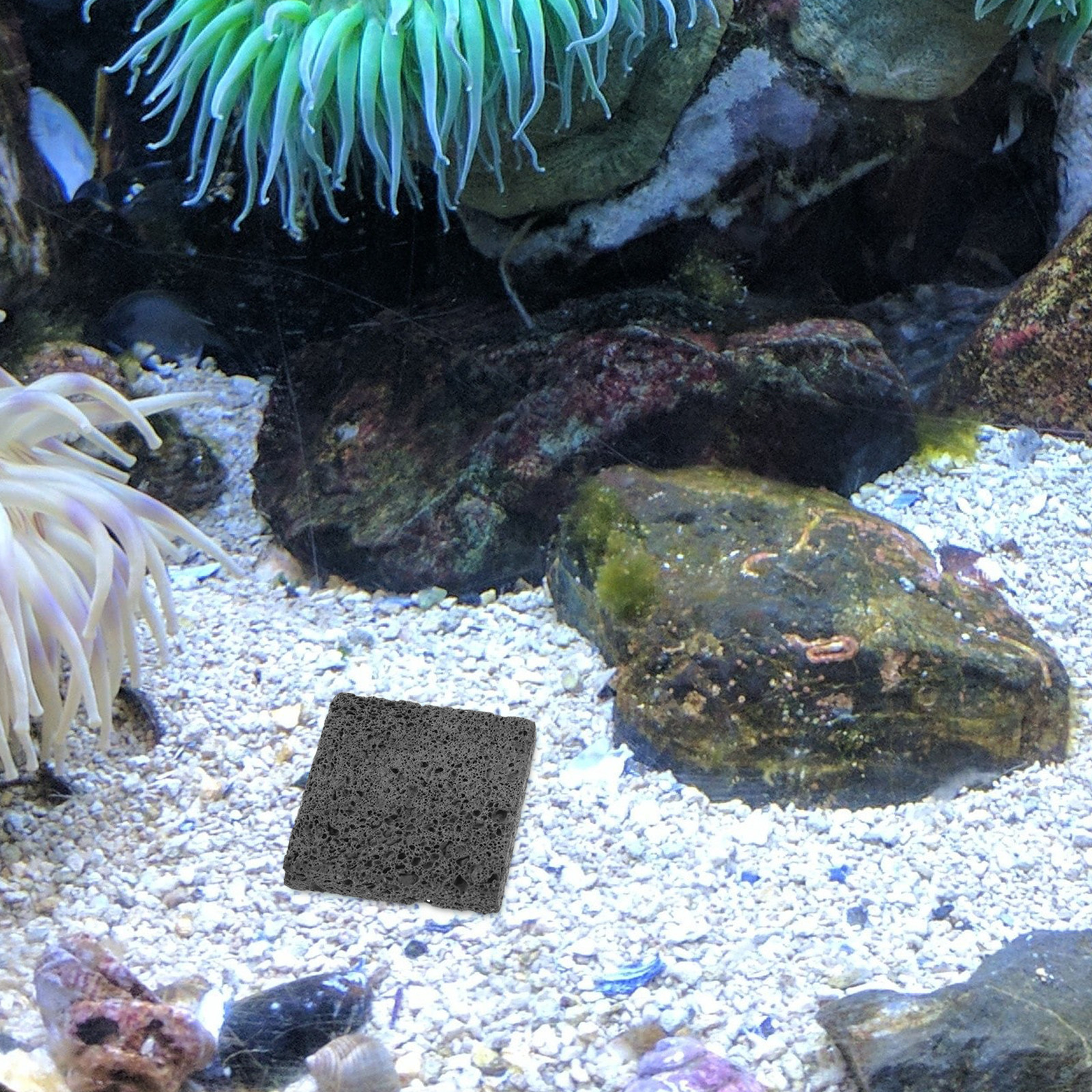 3Pcs Volcanic Rock Aquascaping – Planted Aquarium Anubias Bewertung und Preis