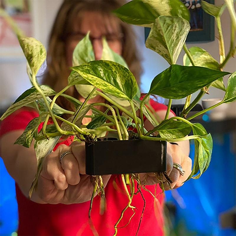 1 2 3Pcs Aquarium Plant Suppor – Aquarium Planted Setup Bewertung und Preis