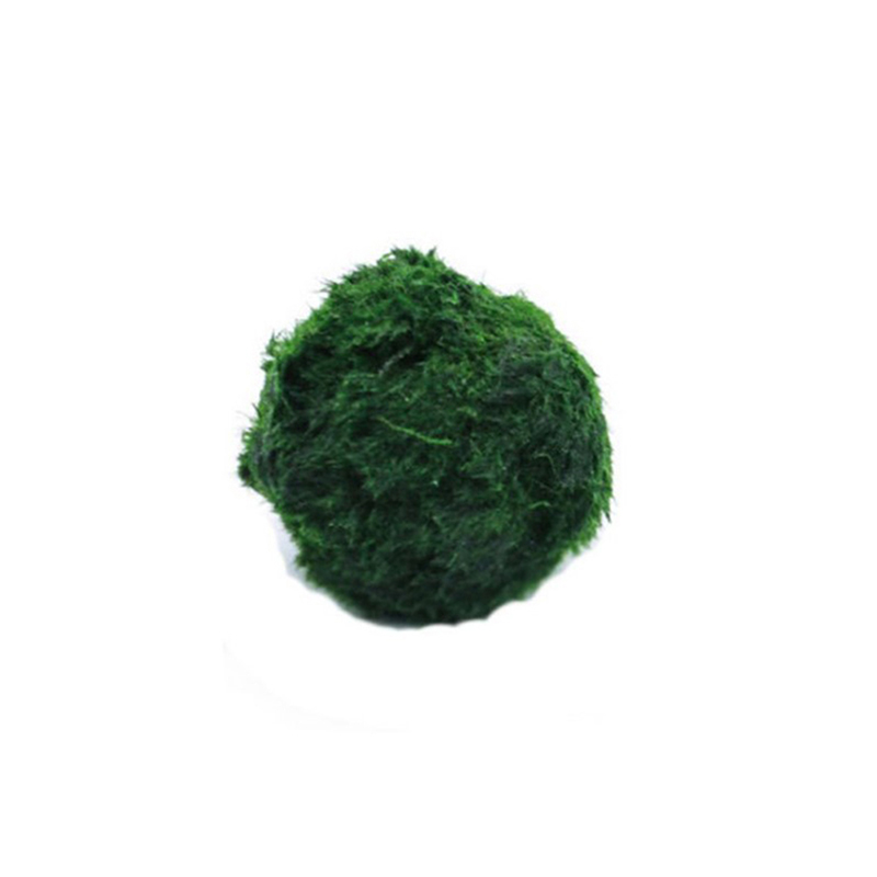 Marimo Moss Balls Live Aquariu – Aquarium Planted Tank Substrate Bewertung und Preis