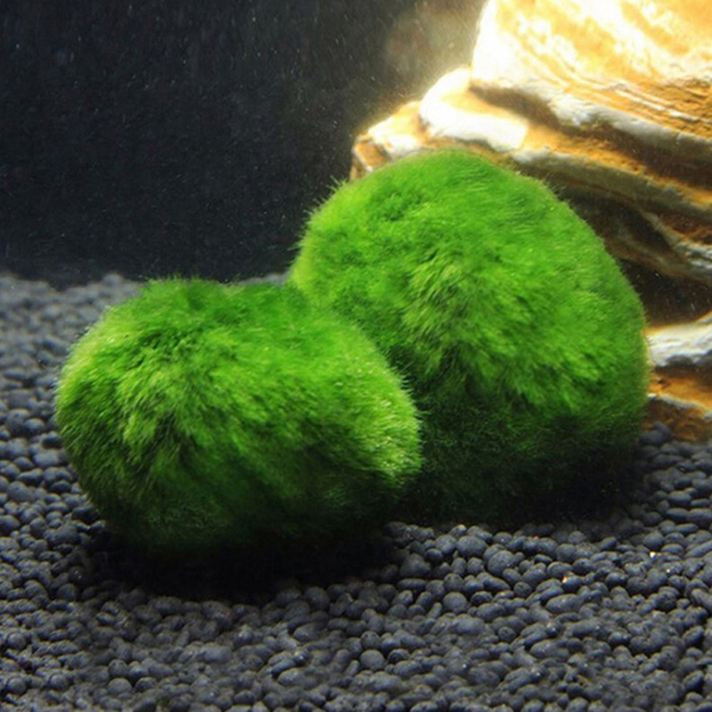 Marimo Moss Balls Live Aquariu – Aquarium Planted Tank Substrate Bewertung und Preis