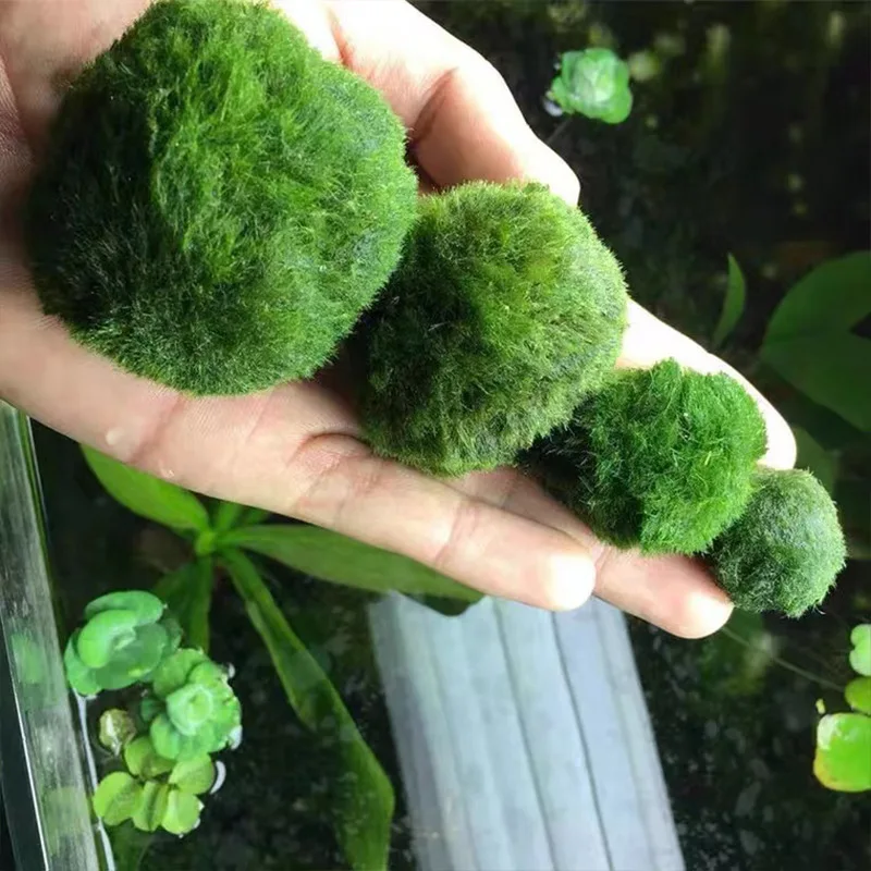 Live Marimo Moss Balls , Simul – Aquarium Planted Tank Substrate Bewertung und Preis