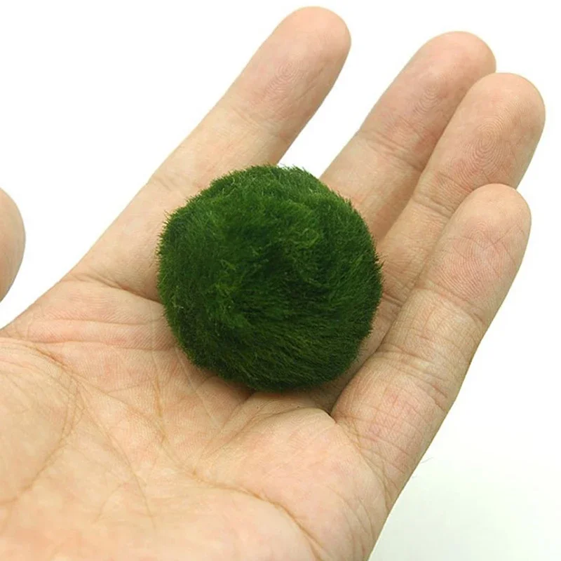 Live Marimo Moss Balls , Simul – Aquarium Planted Tank Substrate Bewertung und Preis