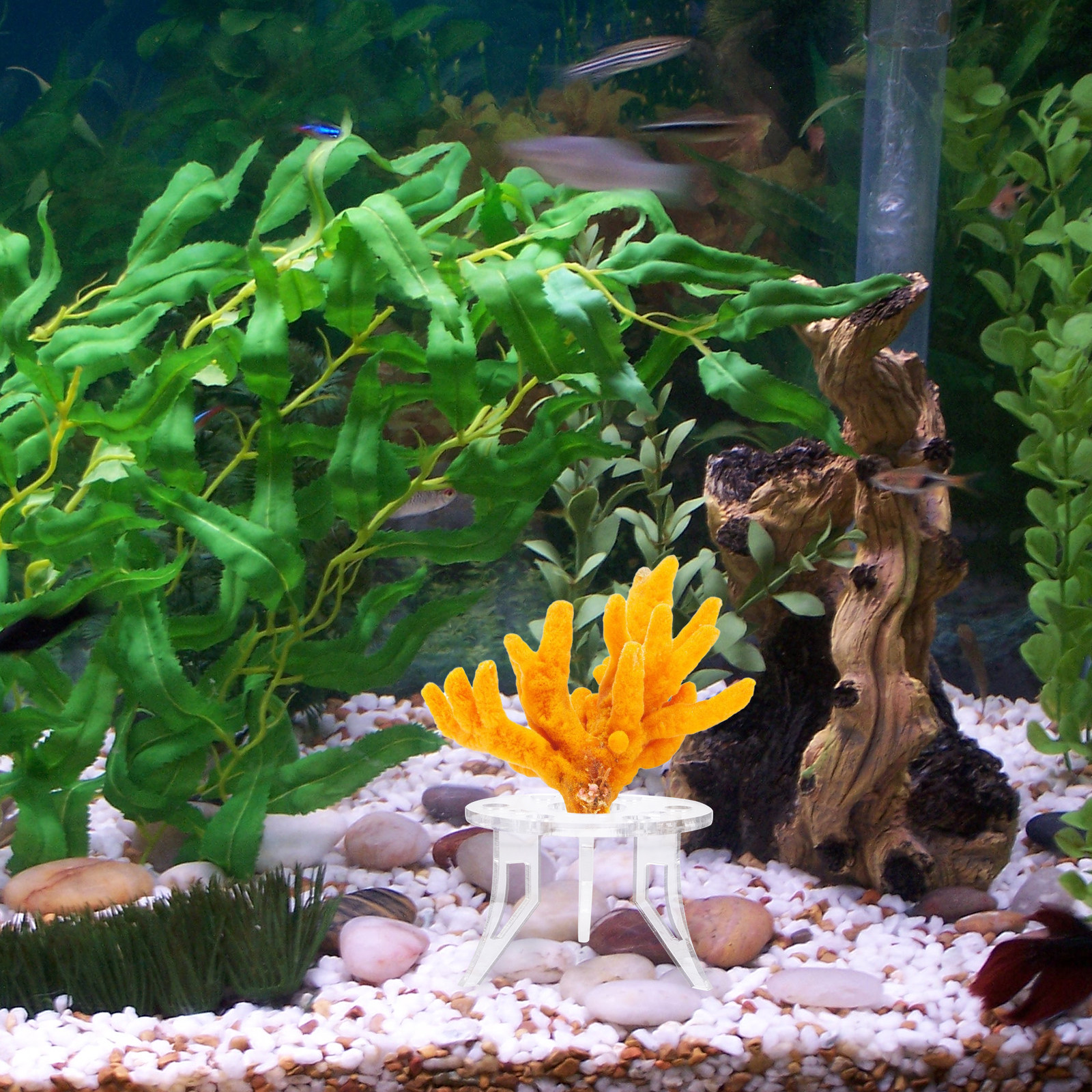 1Pcs Coral Base Stylish Strong – Aquarium Planted Setup Bewertung und Preis