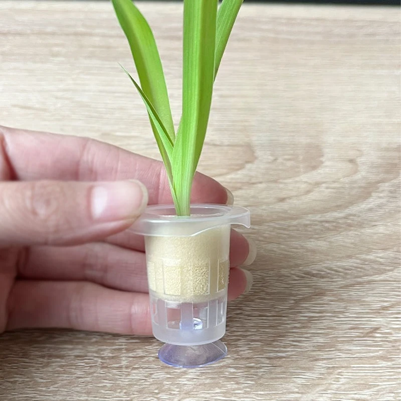 50pcs/10pcs Aquarium Planting  – Aquarium Plant Grass Bewertung und Preis